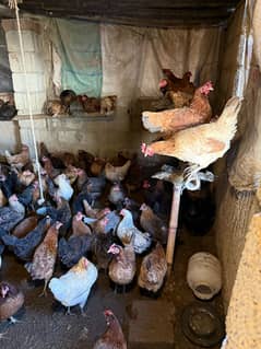 Golden misri Hen | Egg Laying Hen | murgian | Misri Hens | Hens