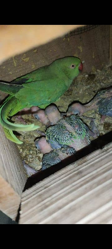 Ringneck Breader Female 0