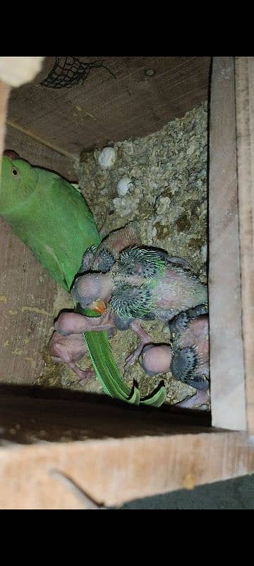 Ringneck Breader Female 1