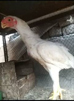 Parrot Beak Female for Sale