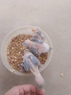 silver RINGNECK chicks