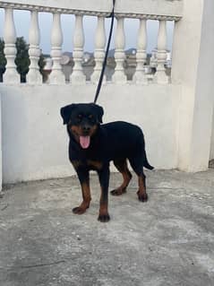 Rottweiler