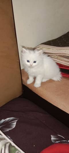 Persian kitten