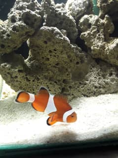 clown . . . healthy and active clown fish big size 3inc look like female