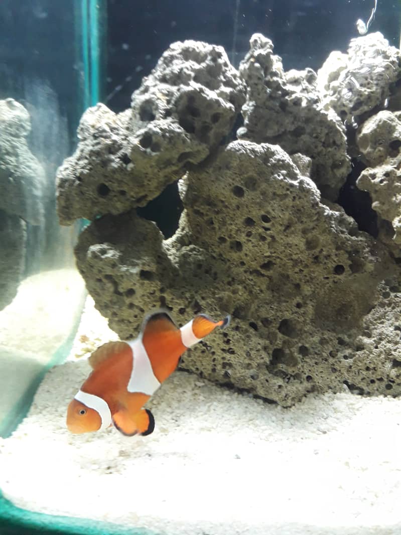 clown . . . healthy and active clown fish big size 3inc look like female 1