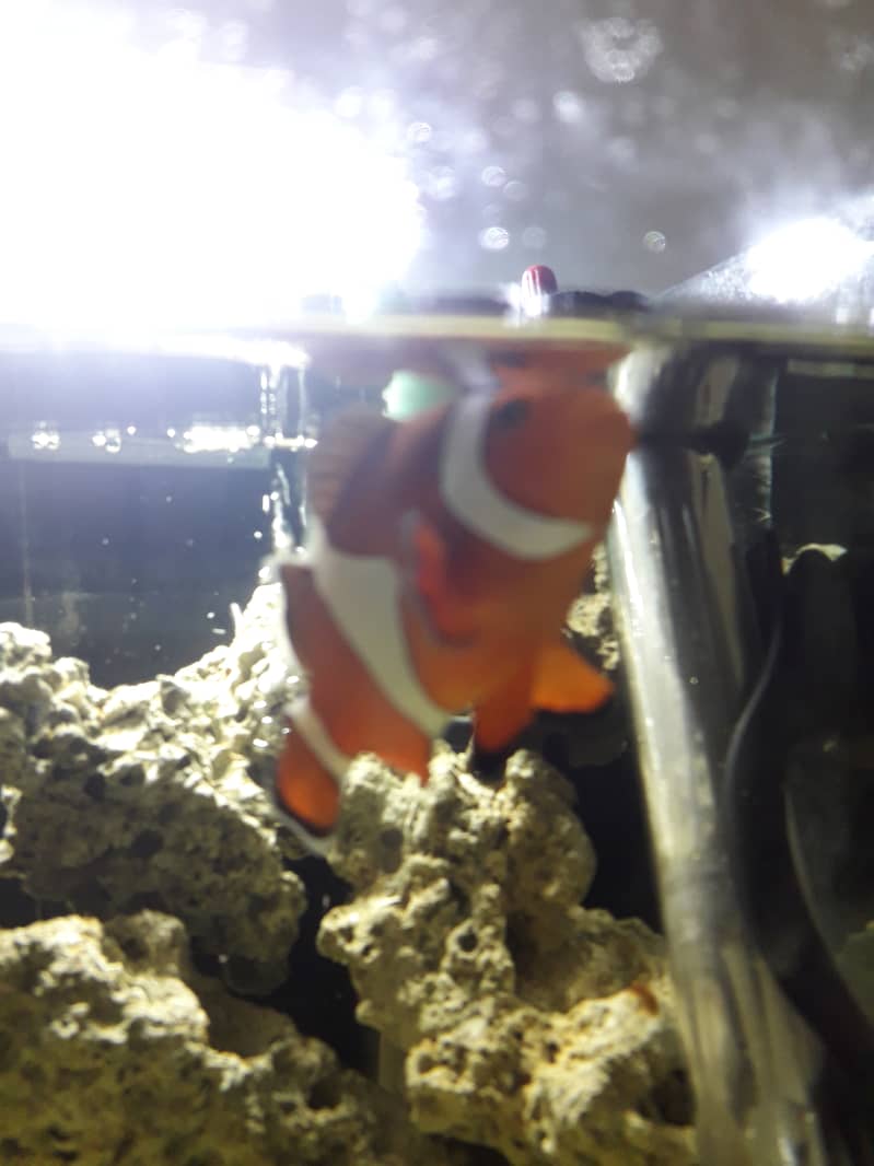 clown . . . healthy and active clown fish big size 3inc look like female 2