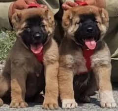 king Turkish kangal pair dabal hadi ful havey bone pair security dog