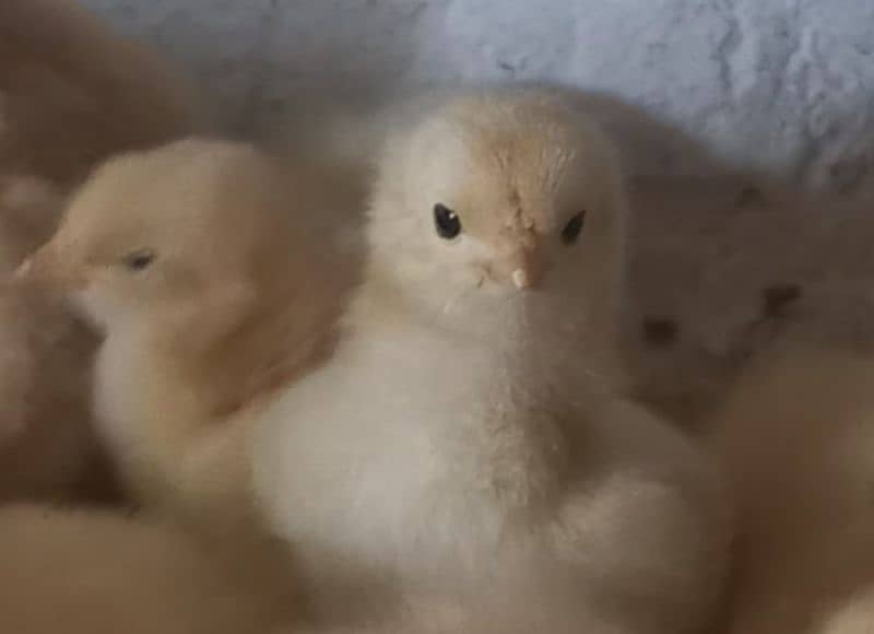 white buff chicks, golden buff chicks,Sussex bentam 2
