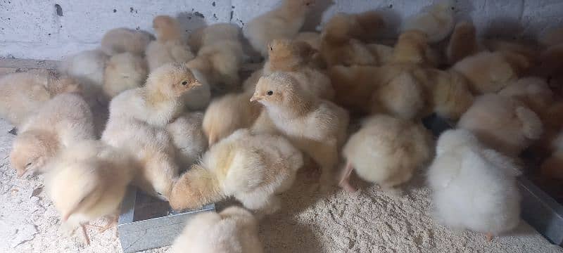white buff chicks, golden buff chicks,Sussex bentam 5