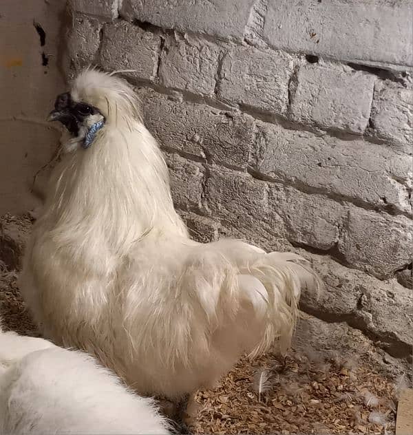 white buff chicks, golden buff chicks,Sussex bentam 7