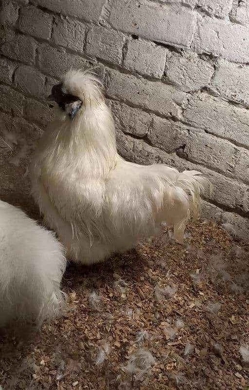 white buff chicks, golden buff chicks,Sussex bentam 8