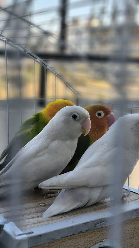 Love birds Breeder beautiful pairs for sale 3