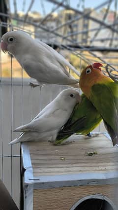 Love birds Breeder beautiful pairs for sale