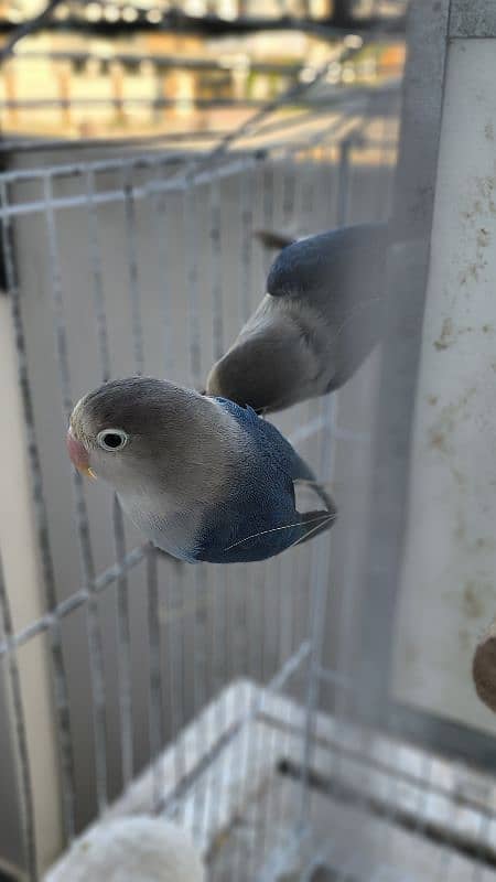 Love birds Breeder beautiful pairs for sale 4