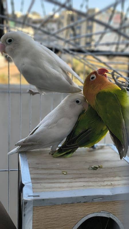 Love birds Breeder beautiful pairs for sale 6