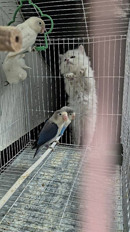 Love birds Breeder beautiful pairs for sale 7