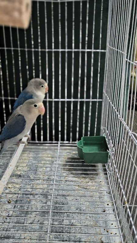 Love birds Breeder beautiful pairs for sale 8