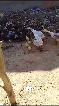 Long neck ducks and chicks big ducks