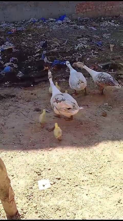 Long neck ducks and chicks big ducks 1