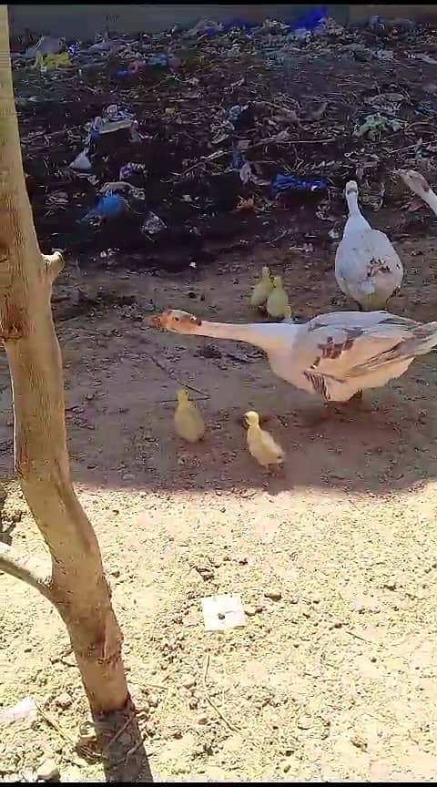 Long neck ducks and chicks big ducks 2