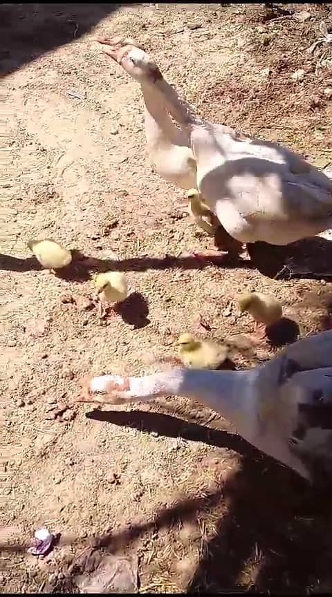 Long neck ducks and chicks big ducks 5