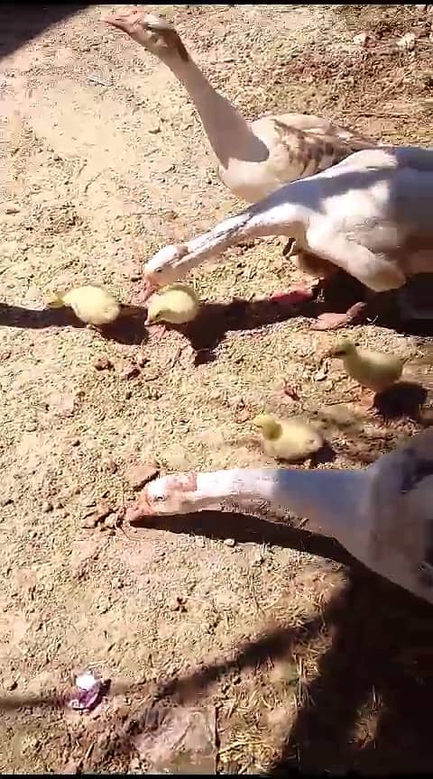 Long neck ducks and chicks big ducks 6