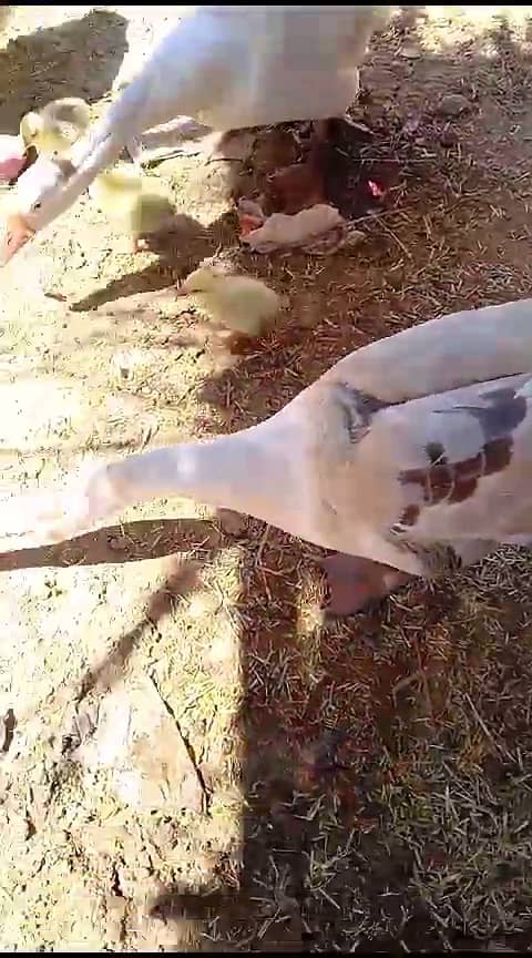 Long neck ducks and chicks big ducks 8