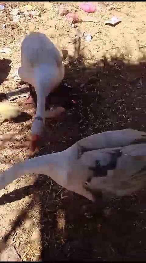 Long neck ducks and chicks big ducks 9