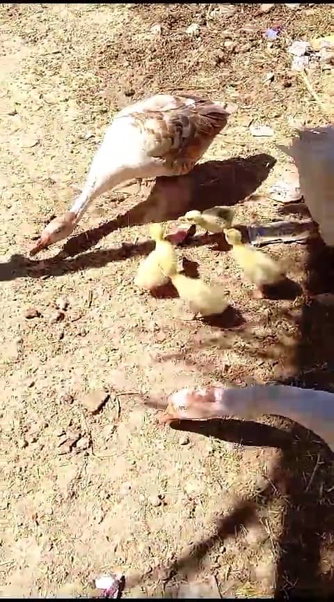 Long neck ducks and chicks big ducks 10