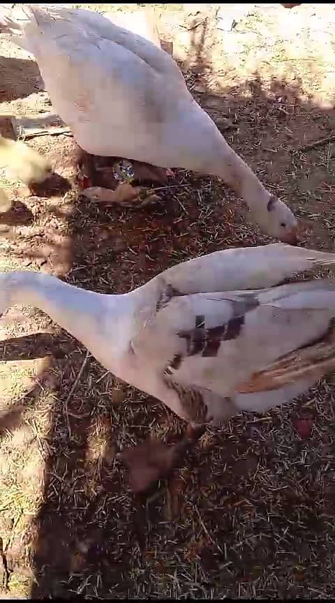 Long neck ducks and chicks big ducks 11