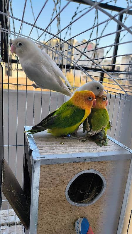 Love birds Breeder beautiful pairs for sale 2