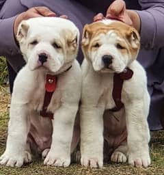 king alabai pair dabal hadi ful havey bone pair security dog for sale