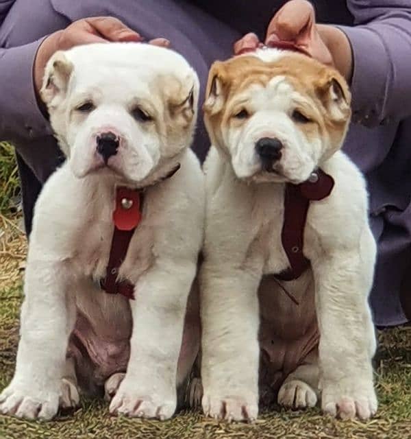 king alabai pair dabal hadi ful havey bone pair security dog for sale 0