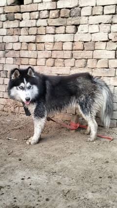 Husky Serbian