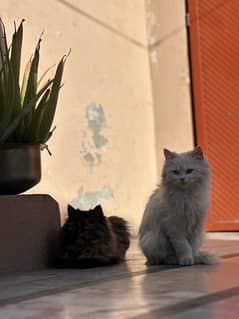 Persian pair