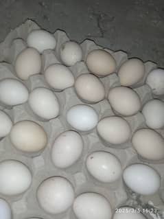 Masha Allah Bentum high quality home breed fresh and fertile eggs