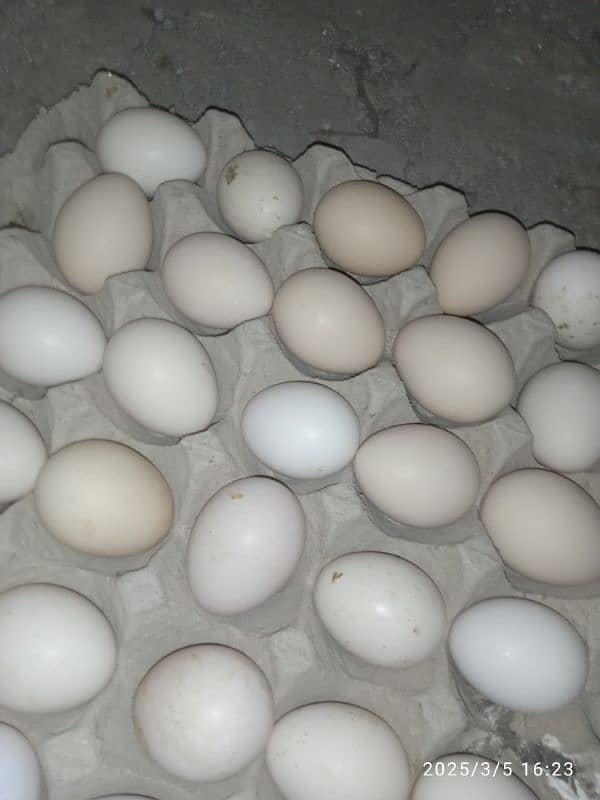 Masha Allah Bentum high quality home breed fresh and fertile eggs 0