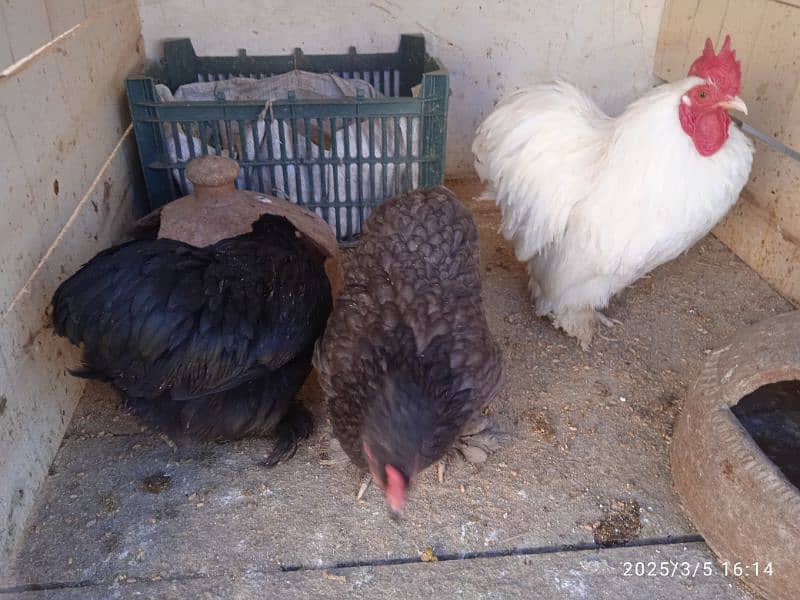 Masha Allah Bentum high quality home breed fresh and fertile eggs 1