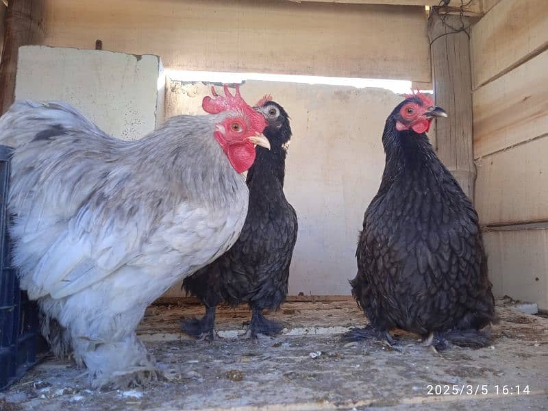 Masha Allah Bentum high quality home breed fresh and fertile eggs 2