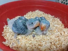 Kashmiri Raw Parrot Chicks