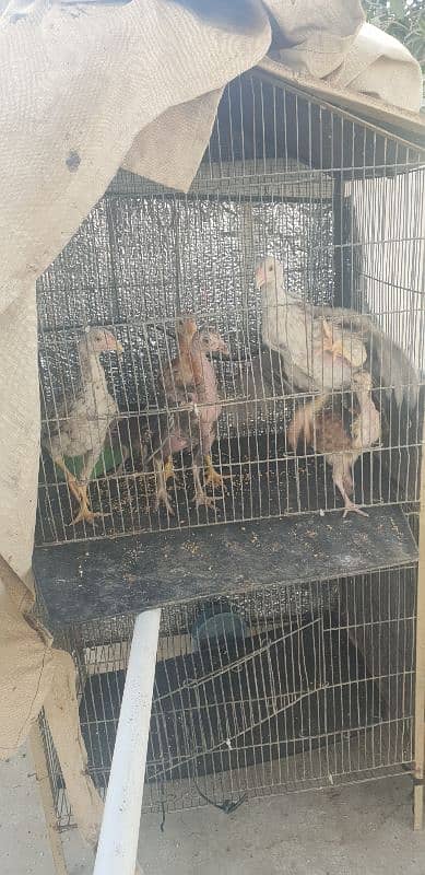 Aseel chicks available best quality 1