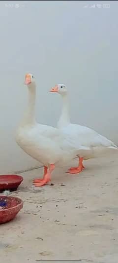 long neck duck pair