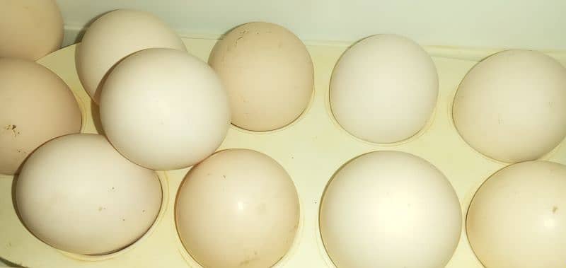 Desi Eggs 1