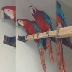 Breeder Pair Greenwing Macaw for Sale - Birds Market Green wing Macaw