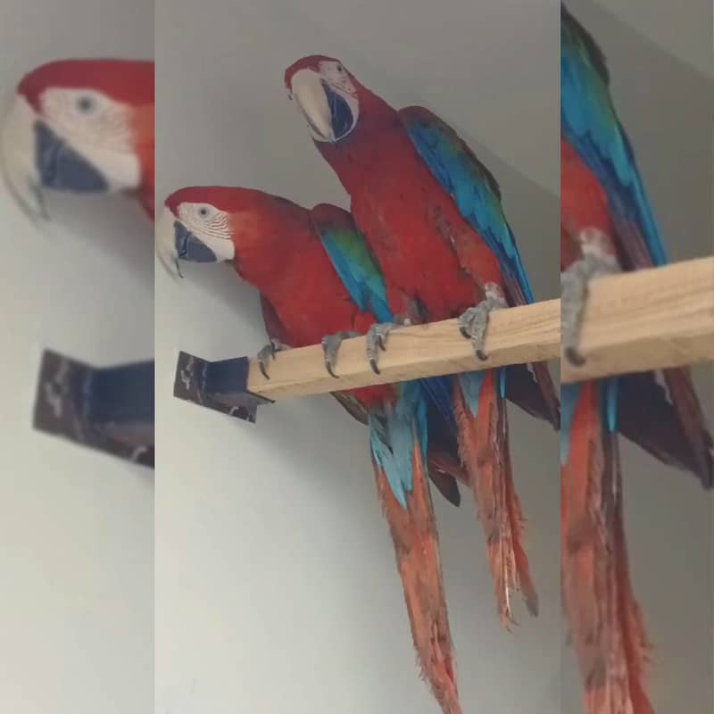 Greenwing Macaw Adult Bonded Pair For Sale | Green wing macaw 0