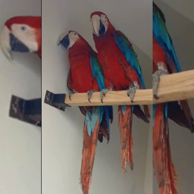 Greenwing Macaw Adult Bonded Pair For Sale | Green wing macaw 1