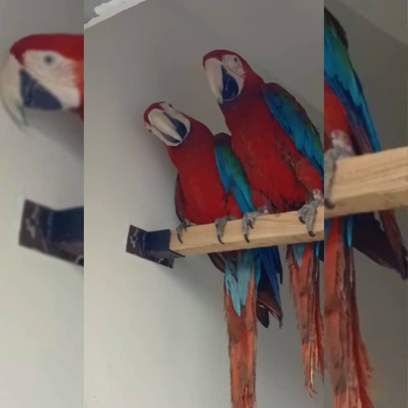 Greenwing Macaw Adult Bonded Pair For Sale | Green wing macaw 2