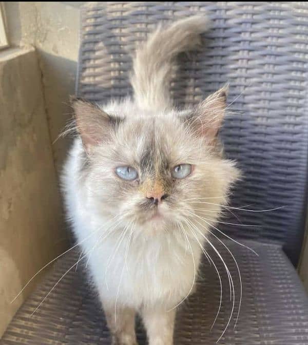 Himalayan female cat 0