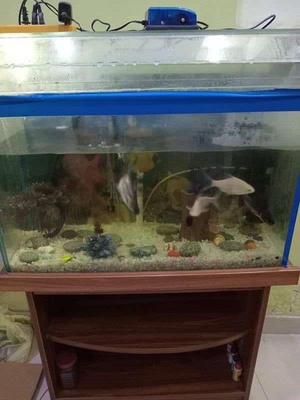 fish aquarium 0