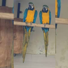 Blue and Gold Macaw | Bonded Pair Available for Sale